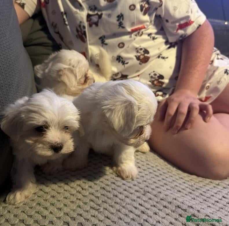 Maltese dogs Little Snowflakes with Personalities of Their Own - Advert 1