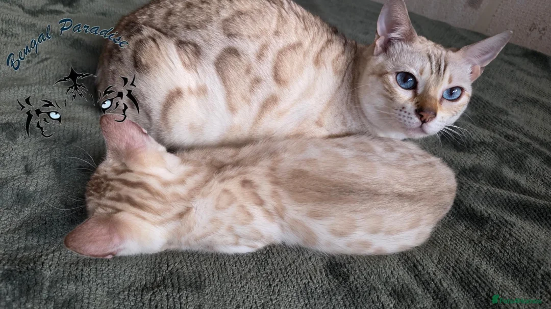 Bengal cats for sale: Snow ❄️ mink male kitten  - Advert 2