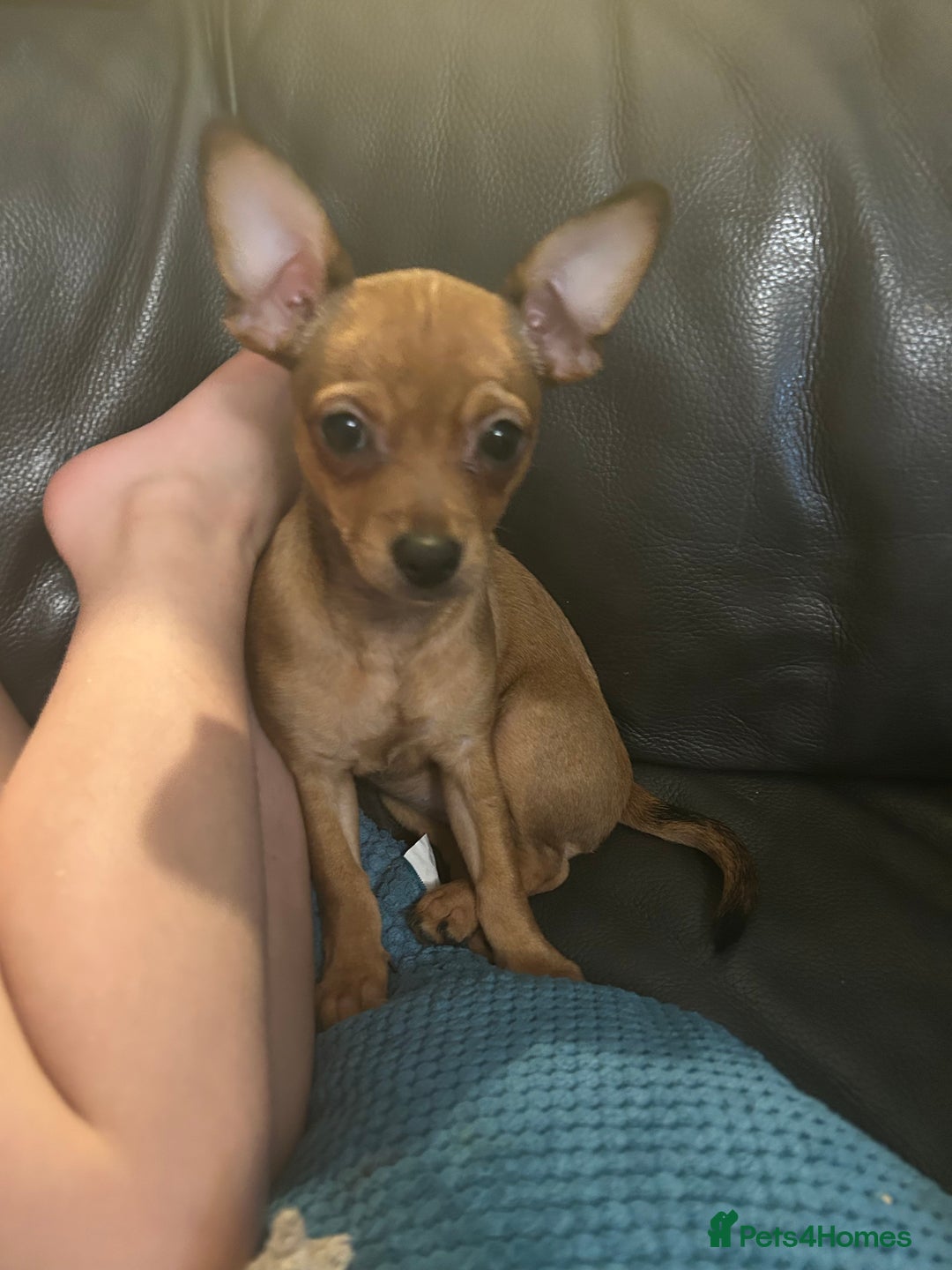 Mixed Breed dogs for sale: Beautiful female jackchi - Advert 6