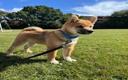 Japanese Shiba Inu dogs for sale: 🐾 Shiba Inu Puppies Available in London - Image 13