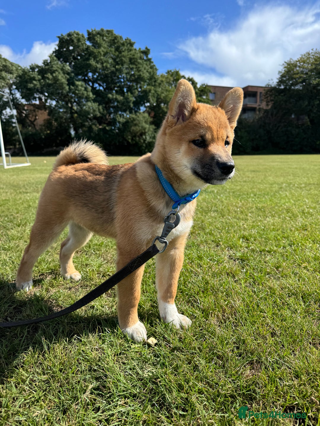 Japanese Shiba Inu dogs for sale: 🐾 Shiba Inu Puppies Available in London - Image 13