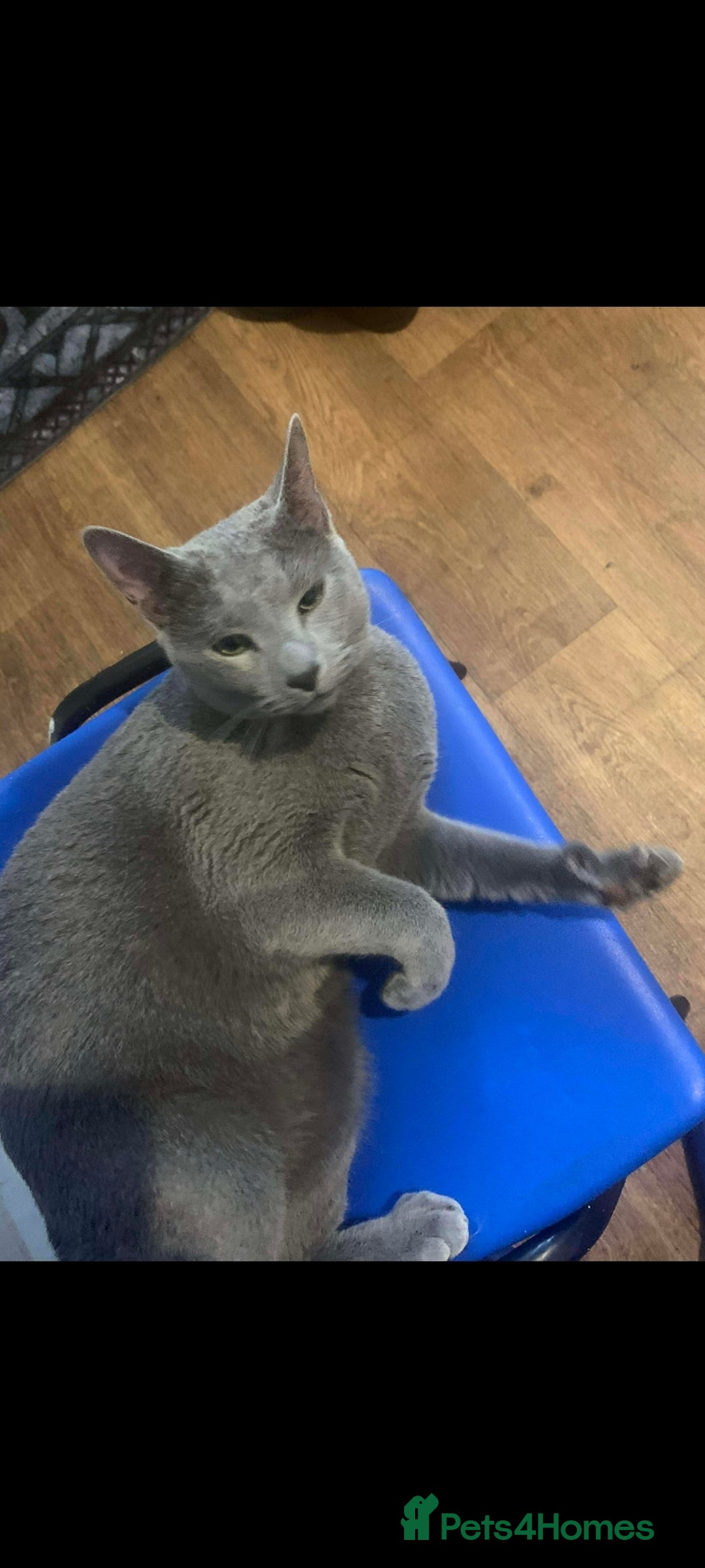 Russian Blue cats for sale: Russian blue acctive  - Advert 6