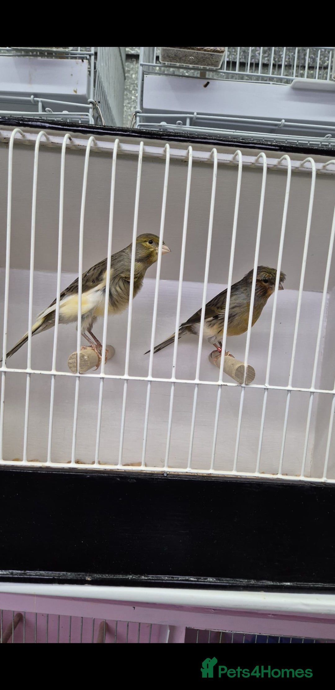 Canaries birds for sale: Canaries for sale - Advert 19