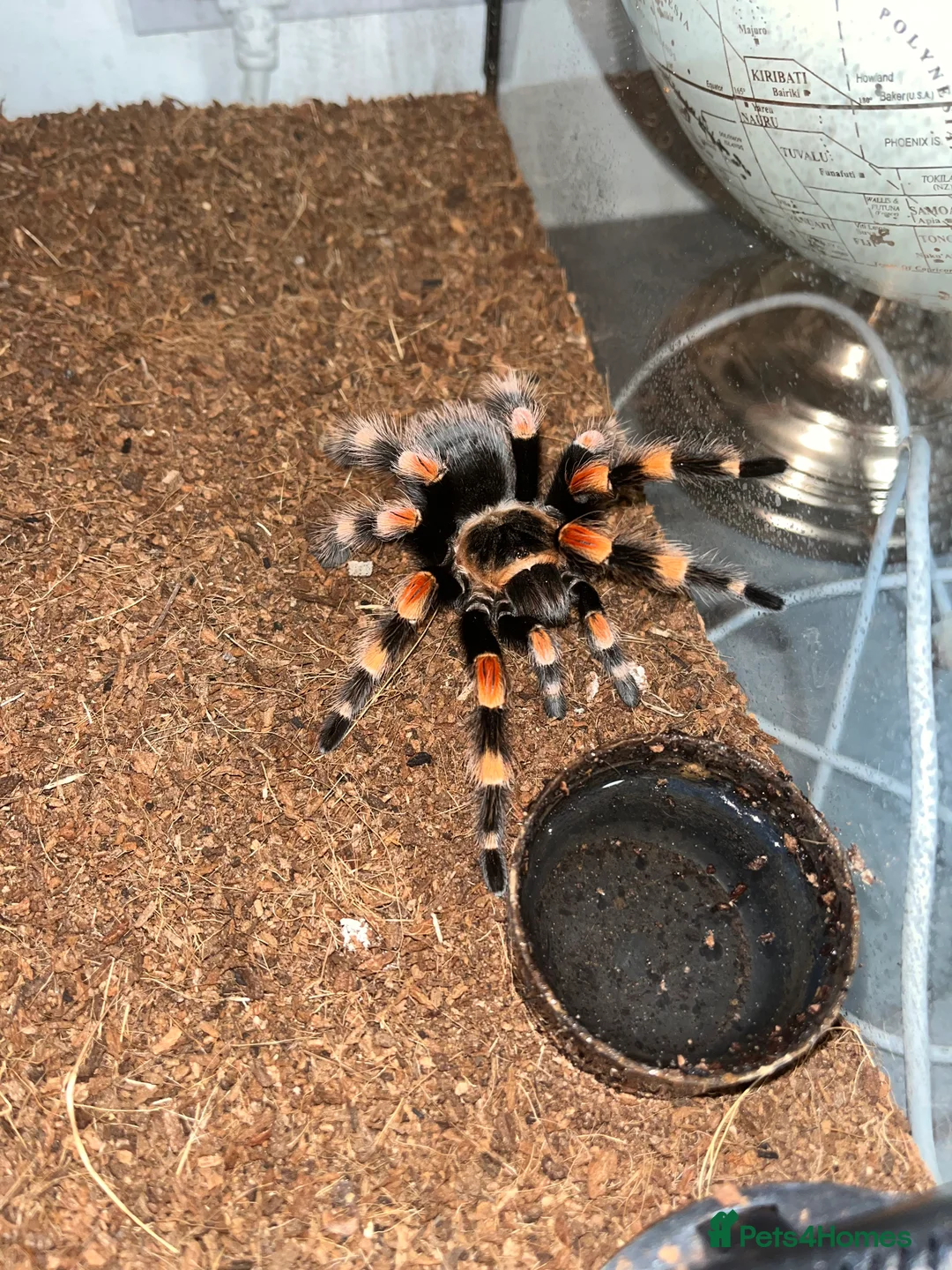 Tarantulas invertebrates for sale: Female Mexican Red knee - Advert 1