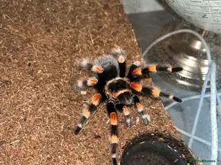 Tarantulas invertebrates Female Mexican Red knee - Advert 14