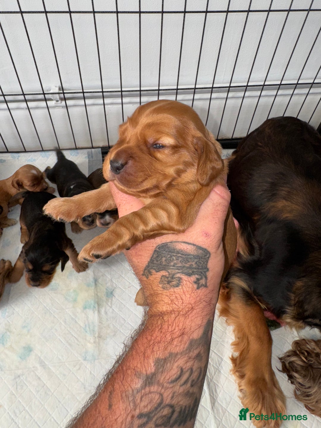 Cocker Spaniel dogs for sale: Show cocker spaniels  - Image 27