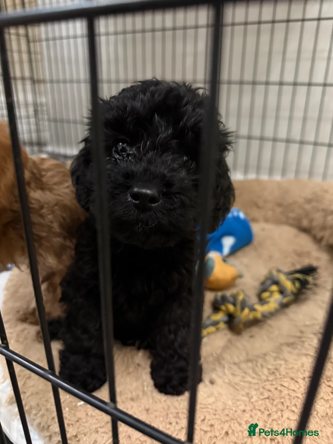 Cockapoo dogs for sale: Gorgeous Cockapoo puppies - Advert 3