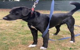 Mixed Breed dogs for adoption: A Bright Boy - looking for the Right Loving Home - Image 1