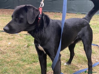Mixed Breed dogs A Bright Boy - looking for the Right Loving Home - Advert 18