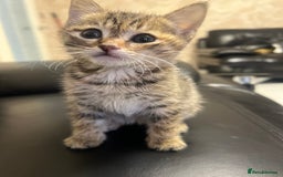 British Shorthair cats for sale: 4 Litter Trained Kittens for sale!  - Image 4