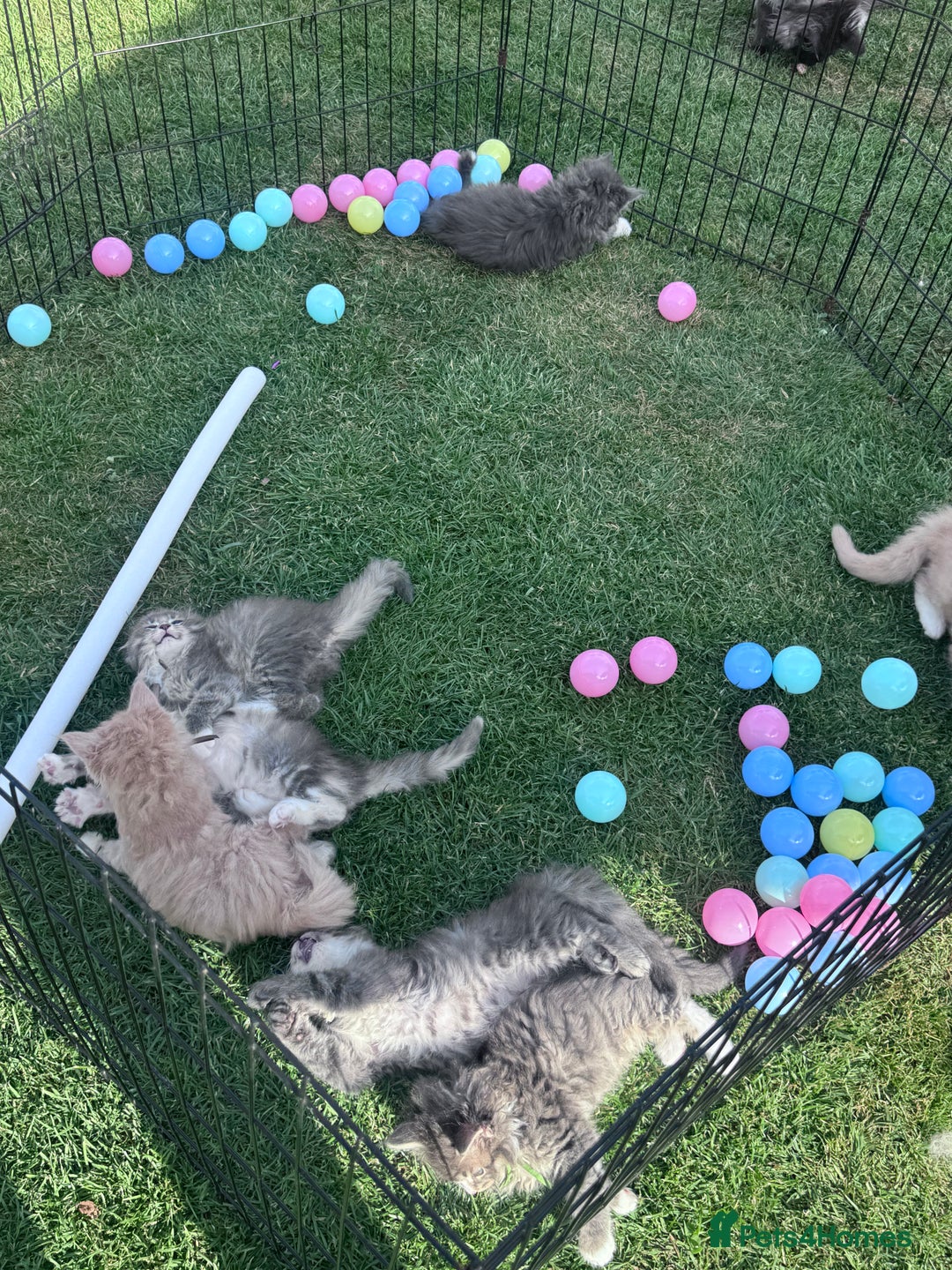 Maine Coon cats for sale: TICA REGISTERED champion Mainecoon kittens in Tring - Image 22
