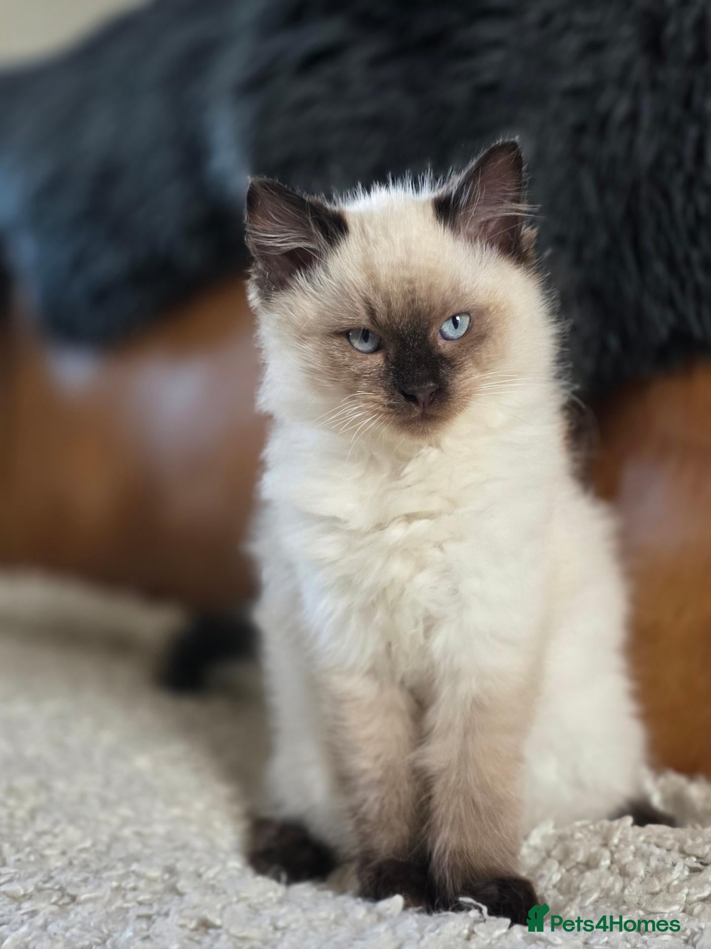 Ragdoll cats for sale: Beautiful Ragdoll Kittens - Advert 2
