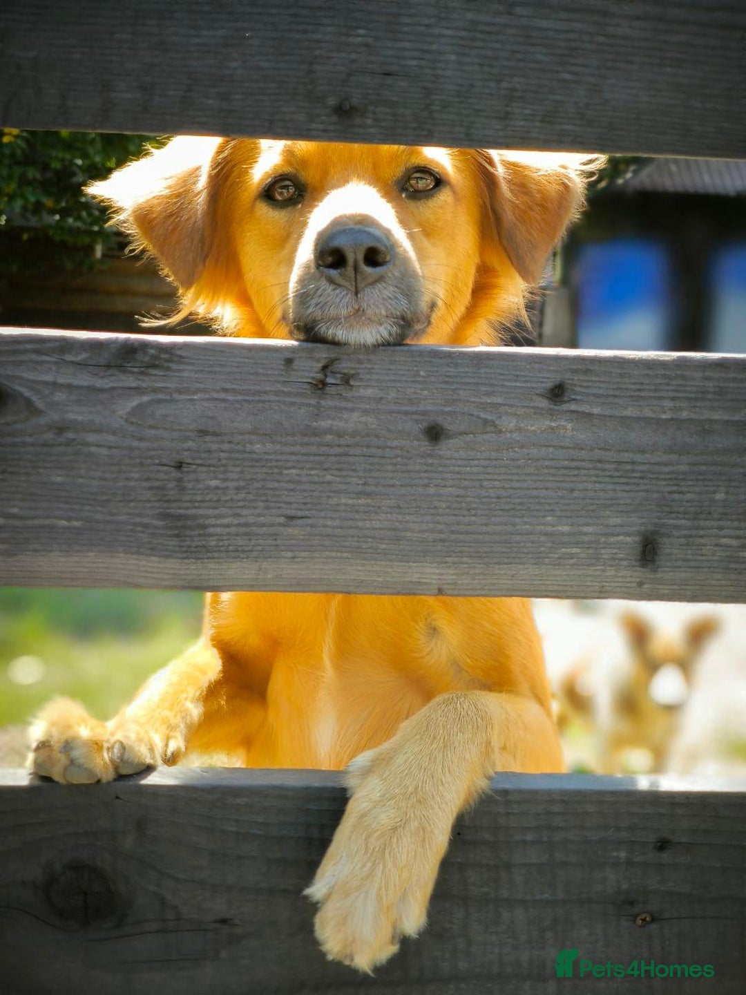 Mixed Breed dogs for adoption: 🐶💖 MIAH 💖🐶 - Image 31