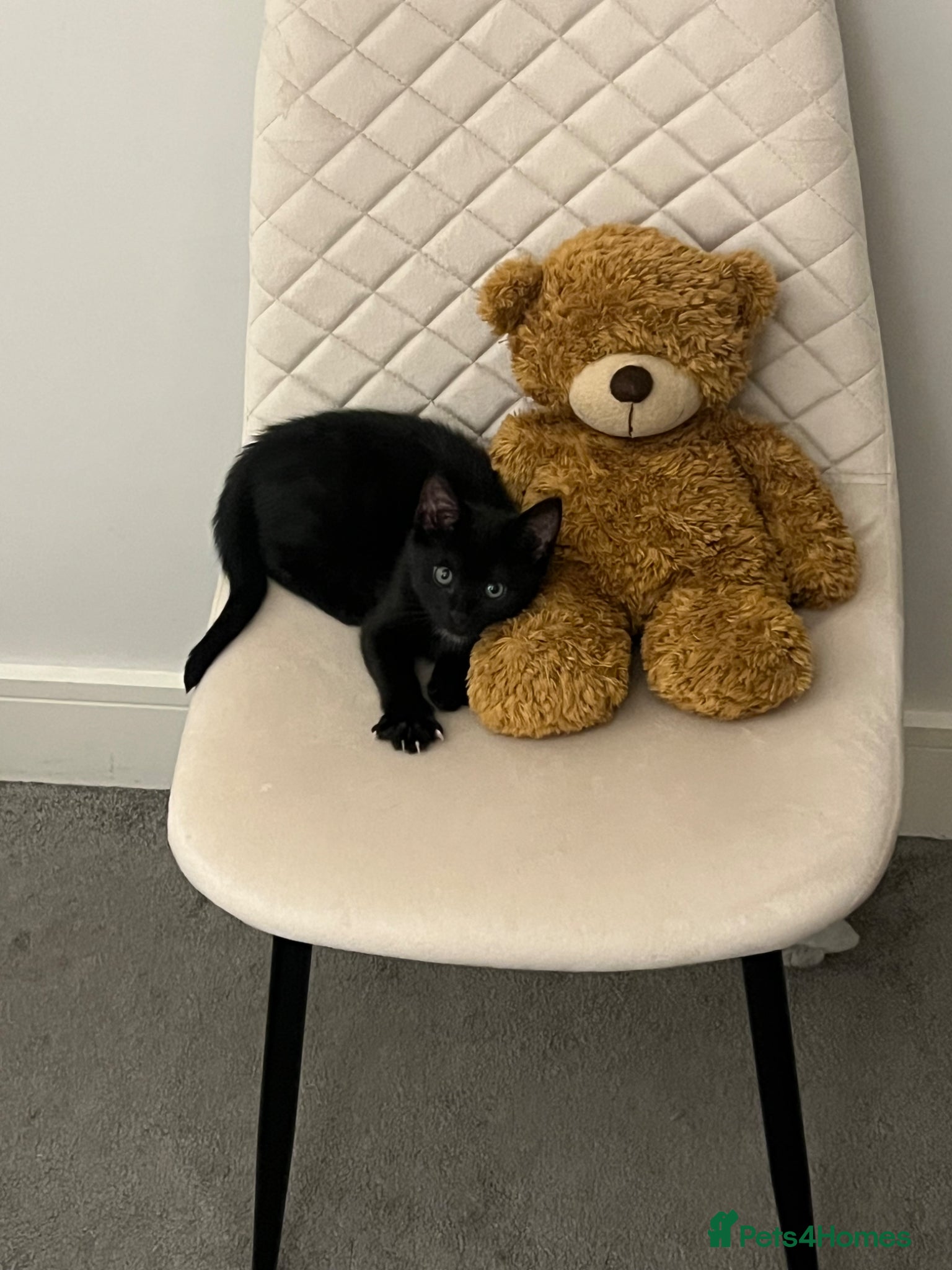 Bombay cats for sale: Hirl Kitten looking for a home  - Advert 1