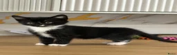 Mixed Breed cats for sale: 😺LOVELY KITTES Available for Collection Today!😺 - Advert 28