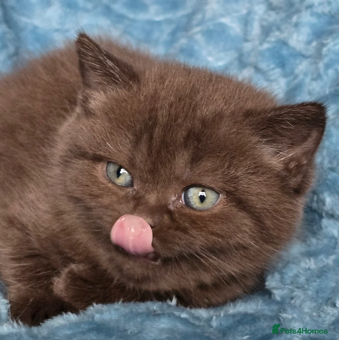 British Shorthair cats for sale: TICA registered British shorthair kittens - Advert 35