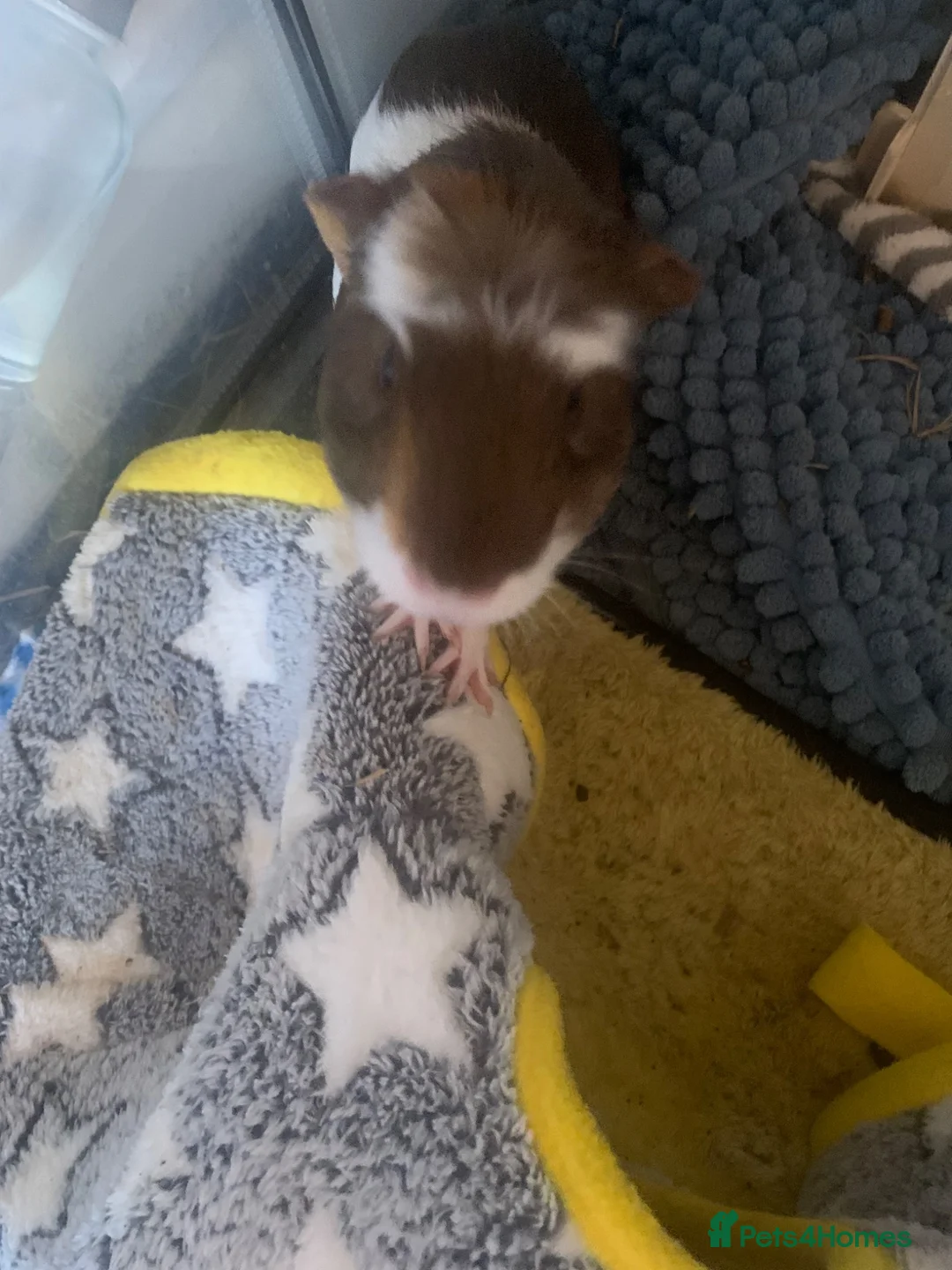 Guinea Pig rodents for sale: Make guinea pig  - Advert 2
