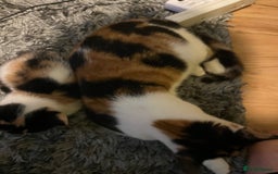 Domestic Shorthair cats for sale: British short hair kittens - Advert 8