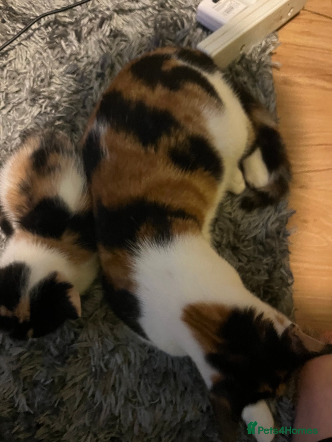 Domestic Shorthair cats for sale: British short hair kittens - Advert 8