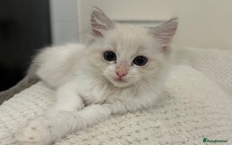 Ragdoll cats for sale: Male Lilac Bicolour Ragdoll Kitten - Image 1