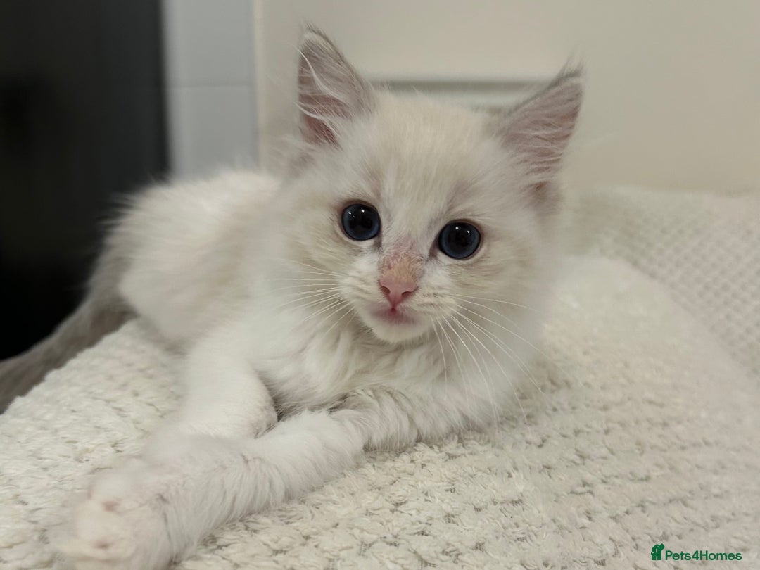 Ragdoll cats for sale: Male Lilac Bicolour Ragdoll Kitten - Image 1