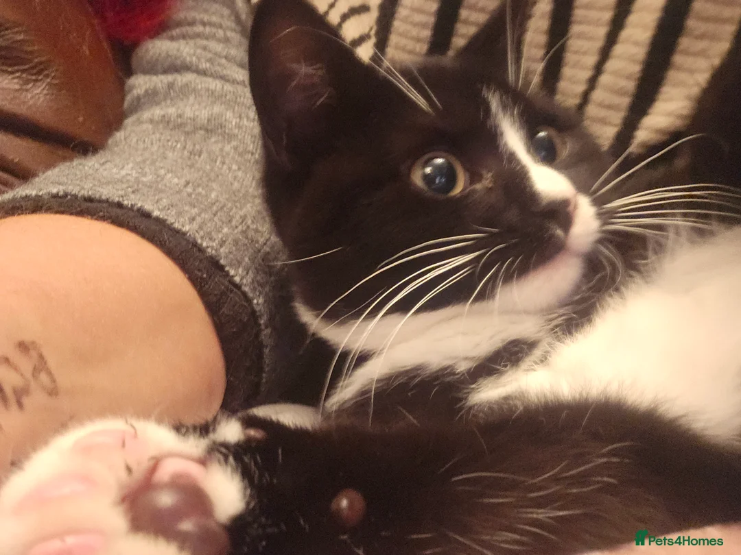 British Shorthair cats for sale: British shorthair cross DSH - Advert 19