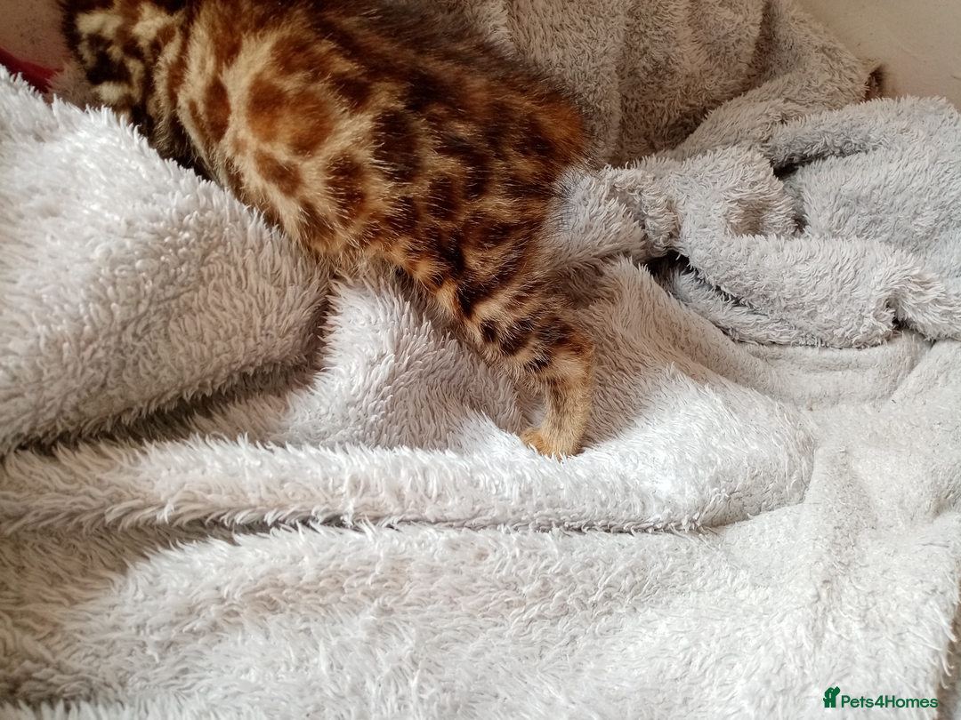 Mixed Breed cats for sale: Lovely Ginger and Rosetted Kittens - Image 36