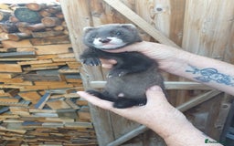 Ferret rodents for sale: Gorgeous litter well handled - Image 2