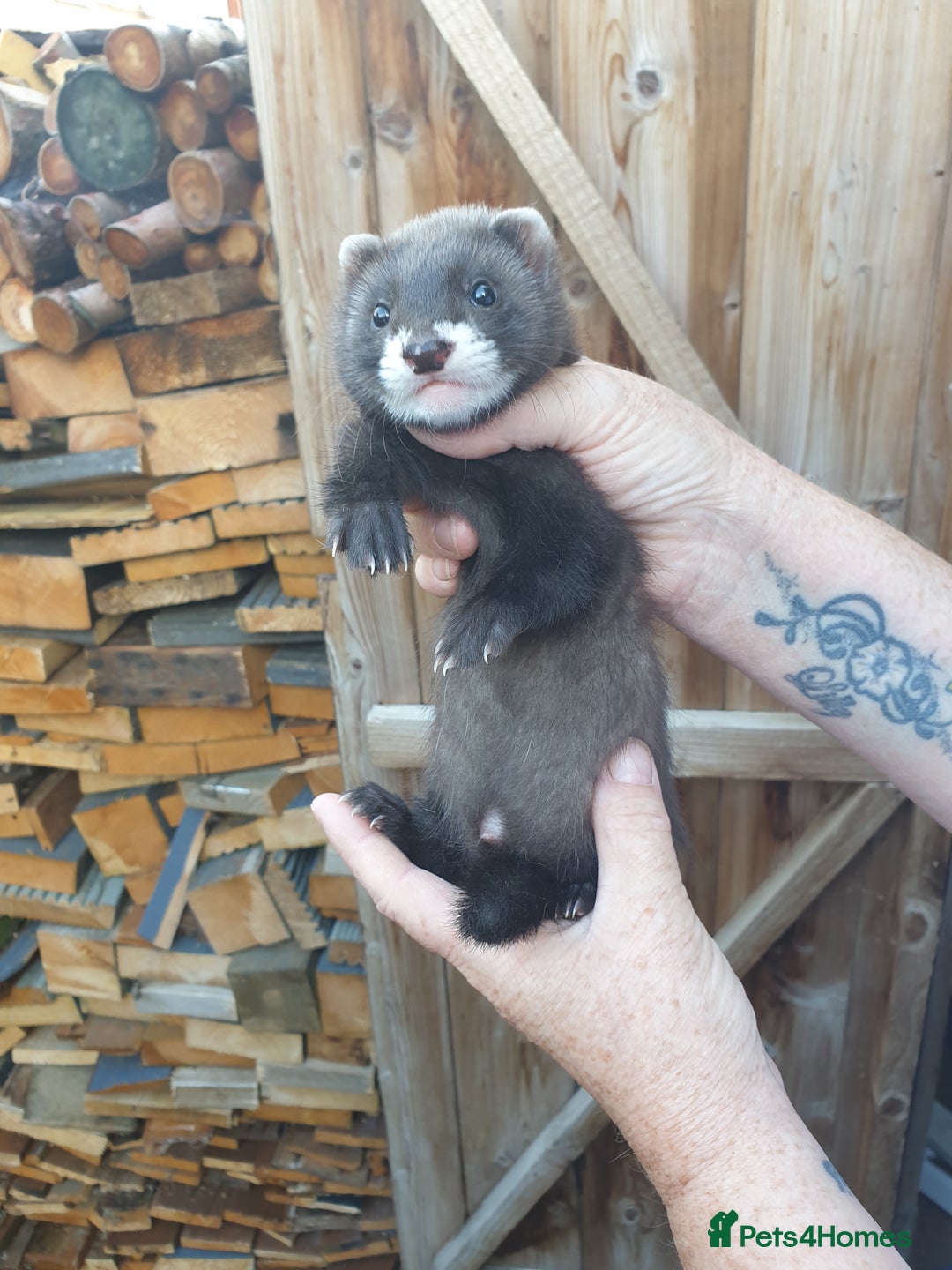 Ferret rodents for sale: Gorgeous litter well handled - Image 2