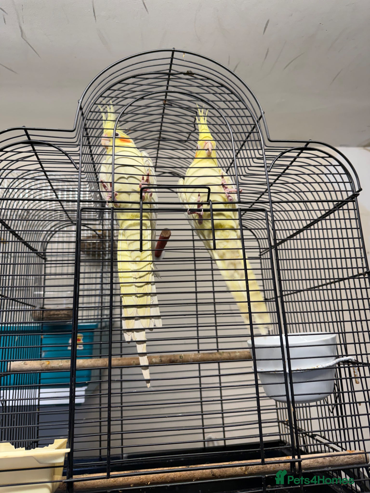 Cockatiels birds Cocktails for sale - Advert 1