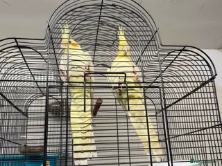 Cockatiels birds Cocktails for sale - Advert 1