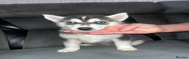 Siberian Husky 1