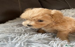 Maltipoo dogs for sale: Tiny Maltipoo Puppies - Image 10