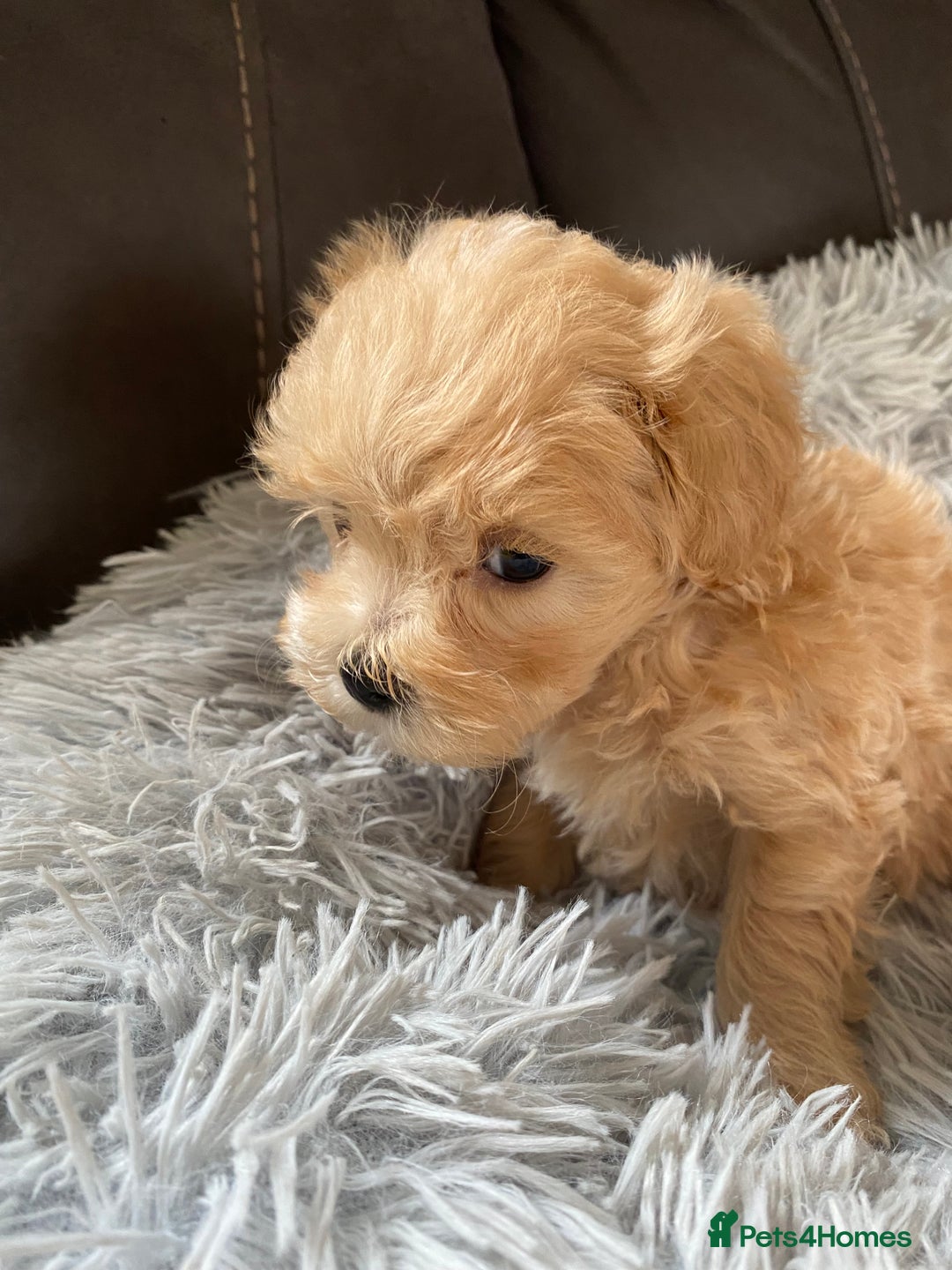 Maltipoo dogs for sale: Tiny Maltipoo Puppies - Image 10