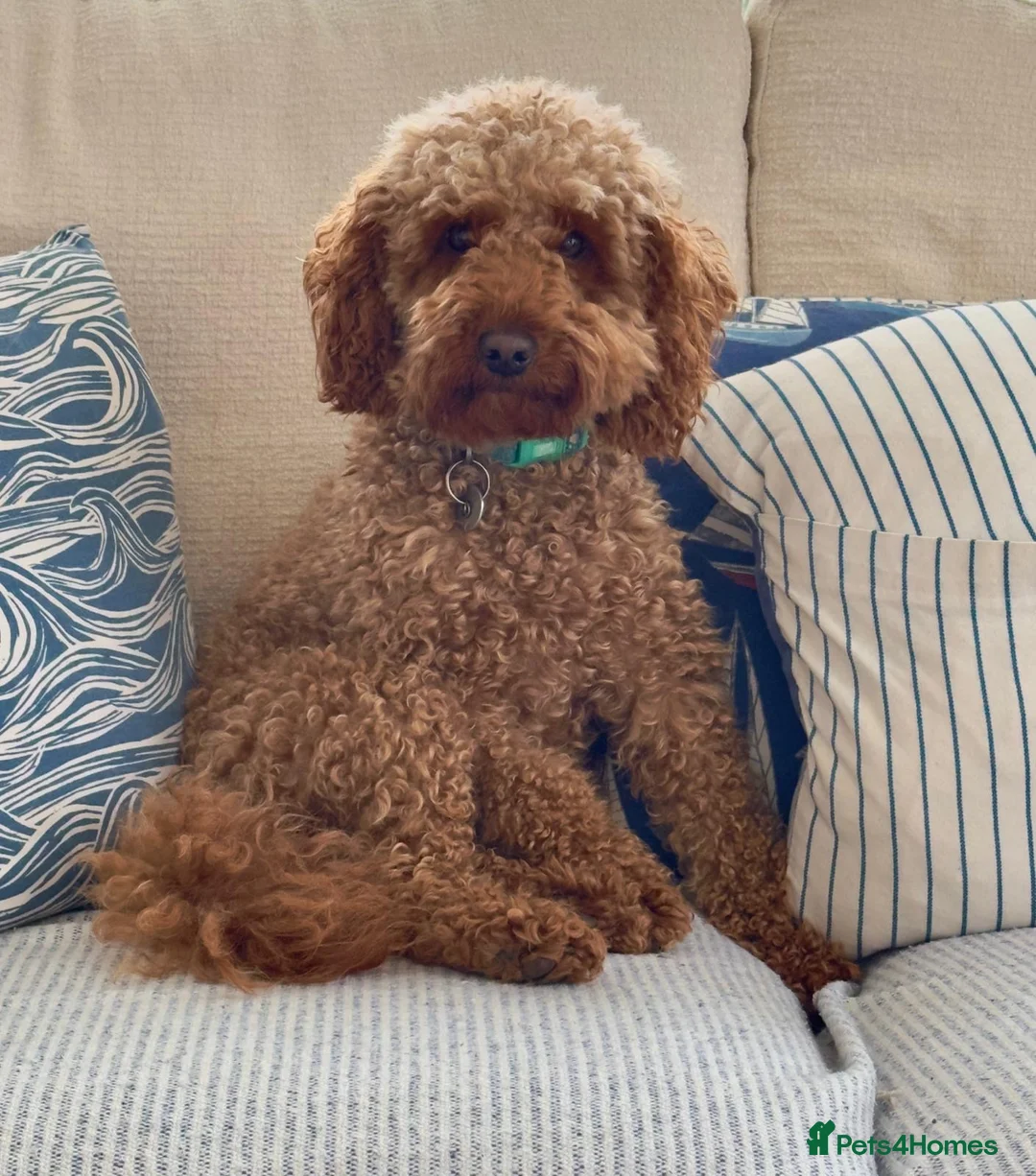 Miniature Poodle dogs for sale: Gorgeous Red Miniature Poodle pups KC Registered  in Exmouth - Advert 21