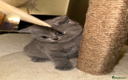 British Shorthair cats for sale: British Shorthair kittens Lilac/Blue 3 Girls 1 Boy - Image 23