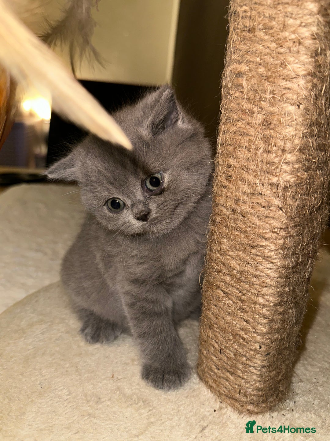 British Shorthair cats for sale: British Shorthair kittens Lilac/Blue 3 Girls 1 Boy - Image 23