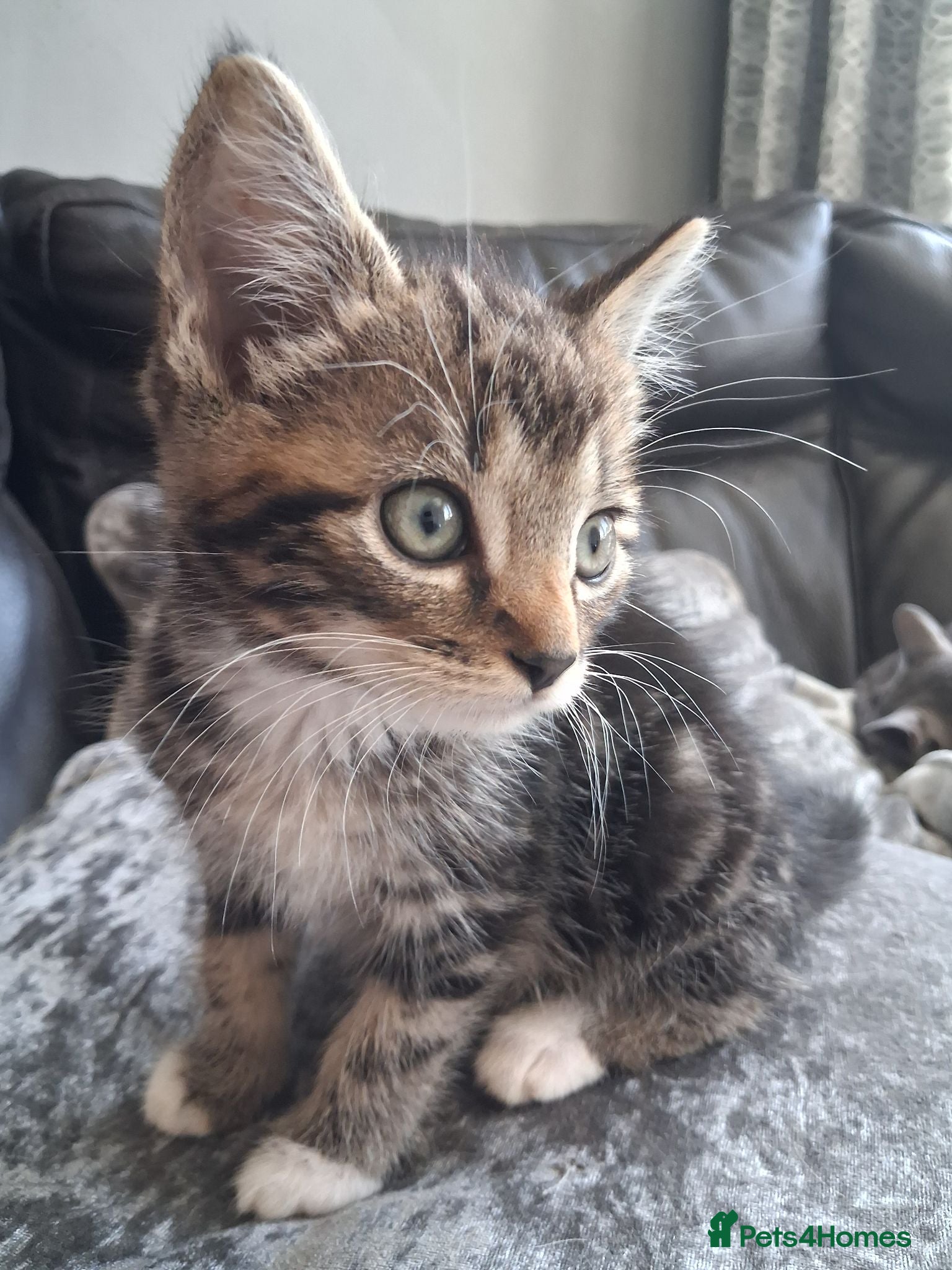 Mixed Breed cats 2  polydactl kittens for sale  - Advert 2