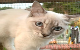 Ragdoll cats for sale: Ragdoll lynx point female kitten 5 months old   - Image 5