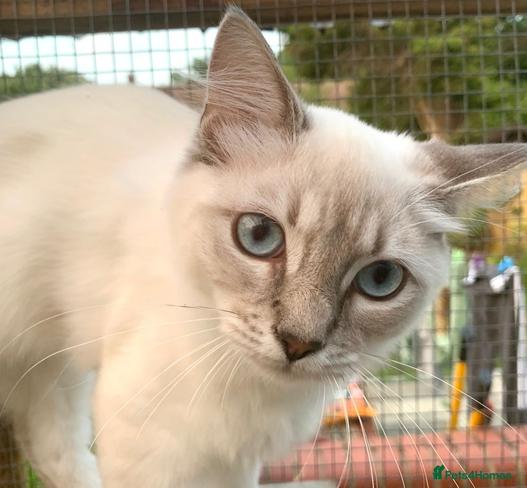 Ragdoll cats for sale: Ragdoll lynx point female kitten 5 months old   - Image 5