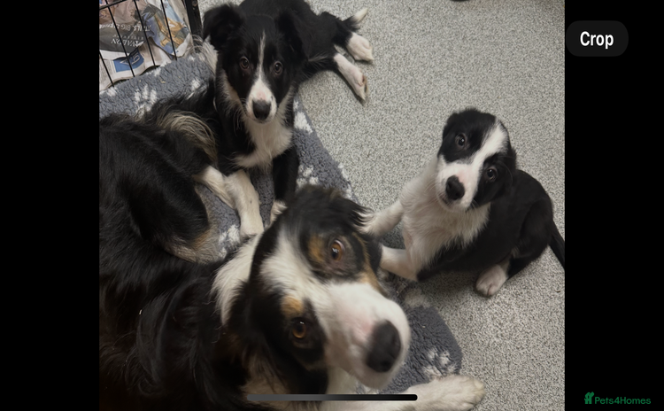 Border Collie dogs for sale - Advert 2