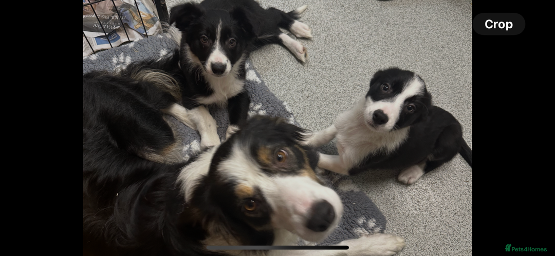 Border Collie dogs for sale: Border collie dog left. Ready  - Image 1