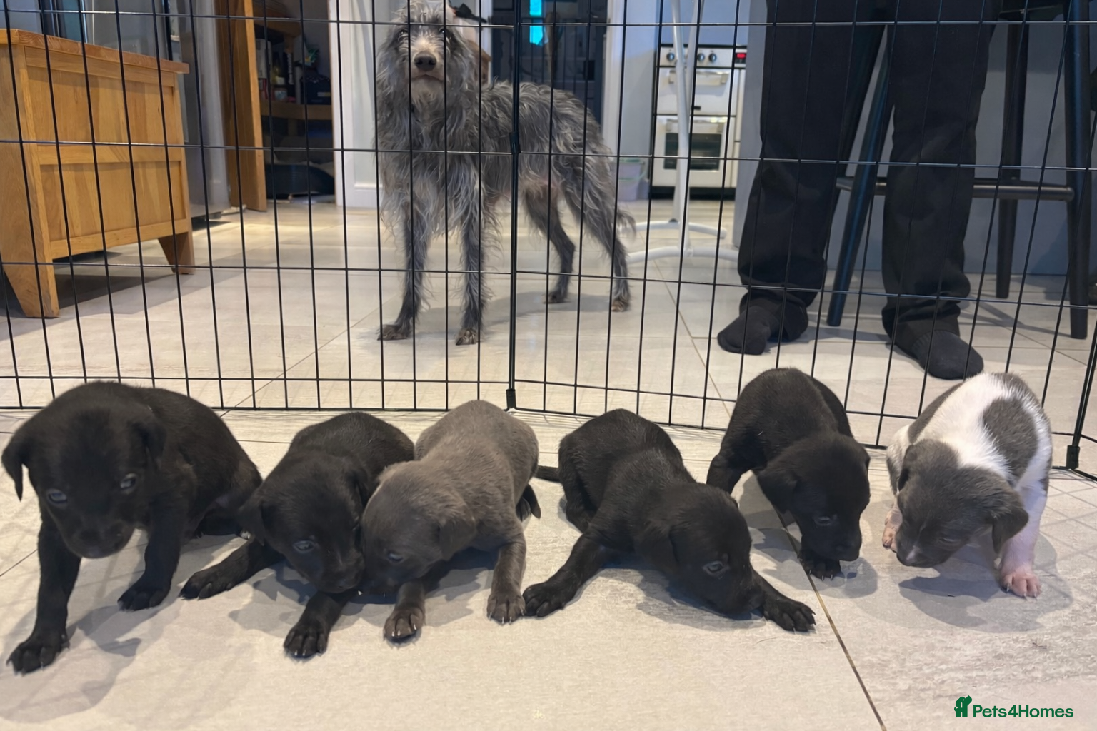 Mixed Breed dogs 3/4 whippet 1/4 Bedlington puppies  in Chester - Advert 1