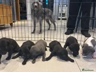 Mixed Breed dogs 3/4 whippet 1/4 Bedlington puppies in Chester - Advert 1