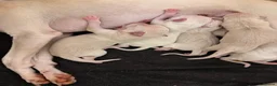 Italian Greyhound dogs for sale: Beautiful cream KC Registered Italian Greyhound  - Advert 4