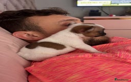 French Bulldog dogs for sale: Red pied female  - Image 9
