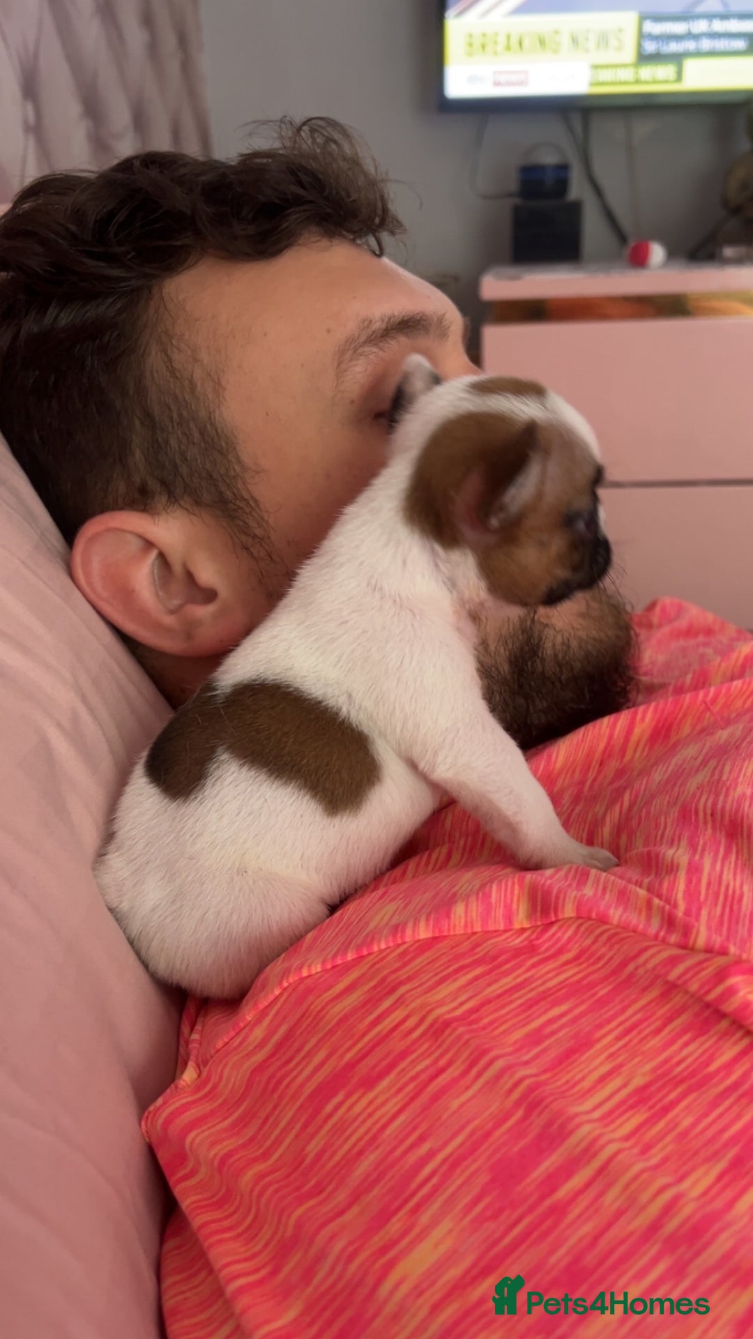 French Bulldog dogs for sale: Red pied female  - Image 9