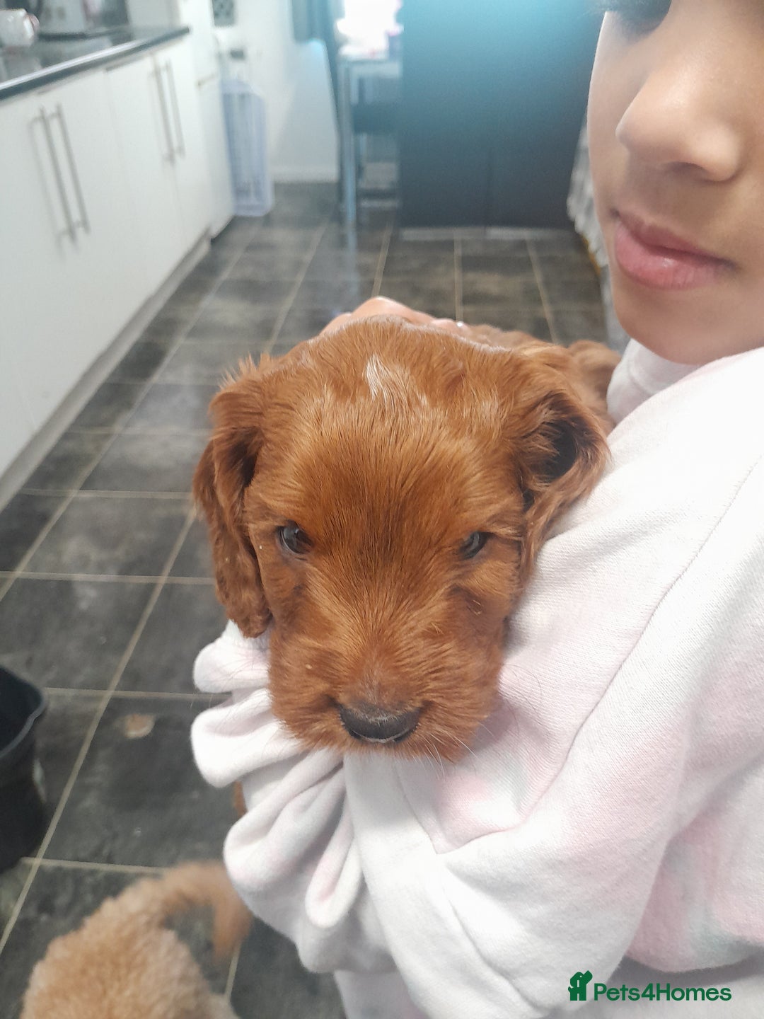 Cockapoo dogs for sale: Cockerpoo boys  - Advert 1