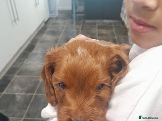 Cockapoo dogs Cockerpoo boys - Advert 1