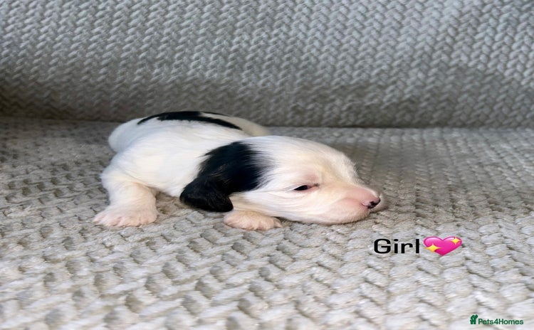 Shihpoo dogs - Advert 4